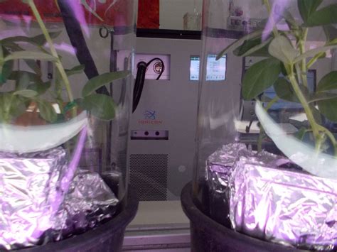 Plants as biofilters – LINV – International Laboratory of Plant ...