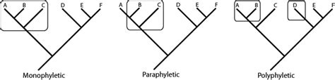 evolution - Birds and Dinosaurs - Biology Stack Exchange