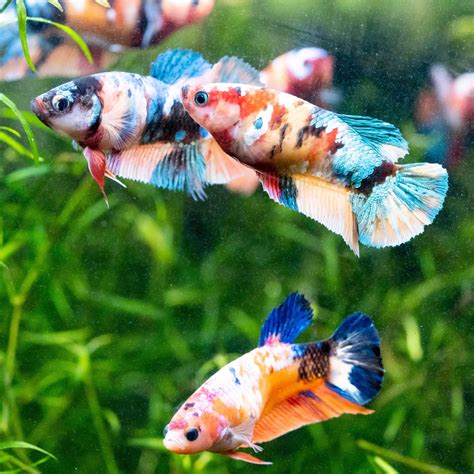 Shop Female Bettas Fish Peaceful And Colorful Sorority Tropicflow