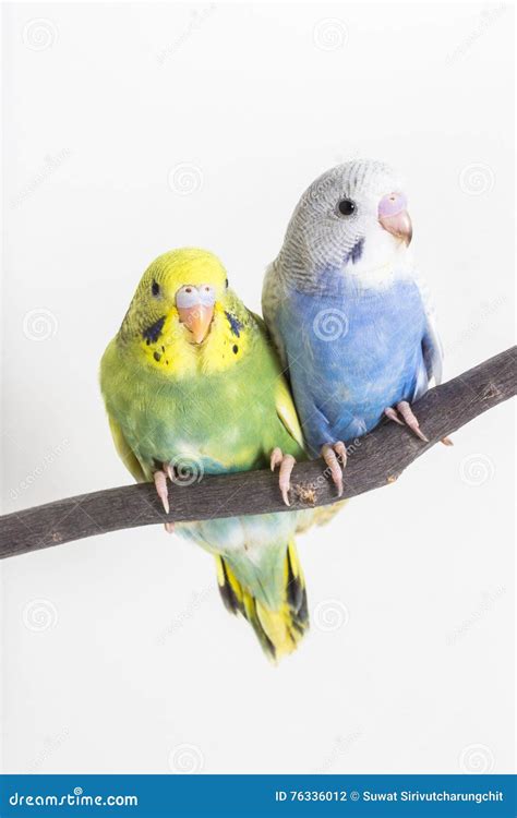A Cute Budgerigar Parakeet Lifting Her Foot To Starch Her Head She Is