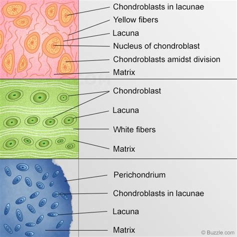 Your Guide To Understanding The Types Of Cartilage In The Human Body Skeletal System