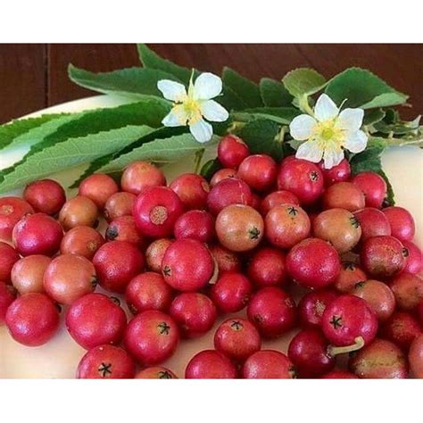 Jual Buah Kersen Segar - Buah Kersem - Ceri Fresh - Talok Segar - 50 ...