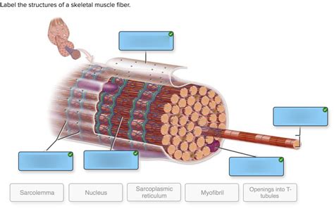 Keletal Muscle Fiber Anatomy Diagram Quizlet