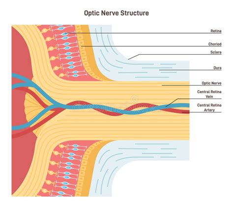 Optic Nerve Structure Bundle Of Nerve Fibers That Transmit Visual