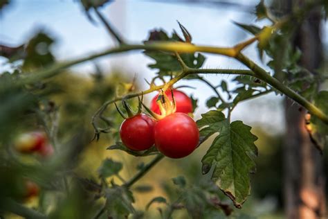 Best Fertilizer For Tomatoes - Inside The Yard