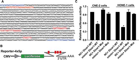 Effects Of Dicer1 Targeted By EBV MiR BART6 5p On Biological Properties