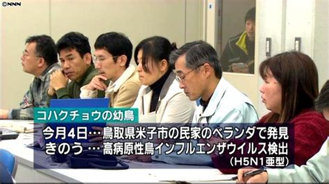 コハクチョウから高病原性鳥インフル 鳥取（2010年12月19日掲載）｜日テレnews Nnn