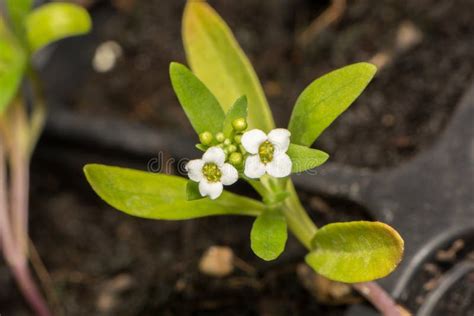 A Seedling Of Sweet Alyssum Growing In A Greenhouse Tray Stock Image