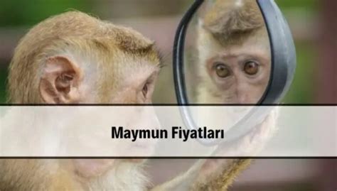 Maymun Fiyatlar Ve Zellikleri O Bu