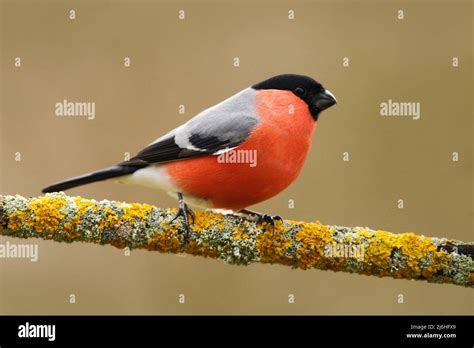 Bullfinch Pyrrhula Pyrrhula Sitting On Yellow Lichen Branch Sumava