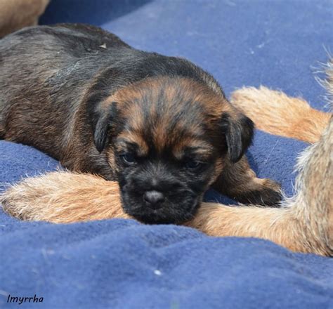 Chiot Elevage D Imyrrha Eleveur De Chiens Border Terrier