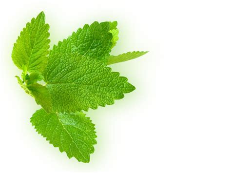 lemon balm | Dr. Lisa Watson