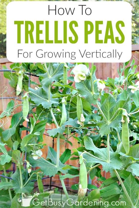 Snap Peas Growing Trellis