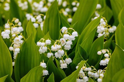 How To Grow Lily Of The Valley In Your Garden