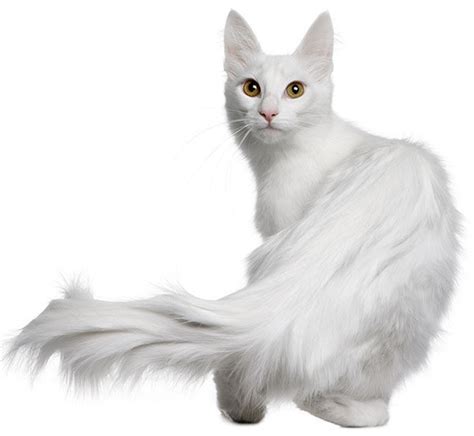 El gato ANGORA TURCO (cuidados, colores, precio) | Razas de gatos