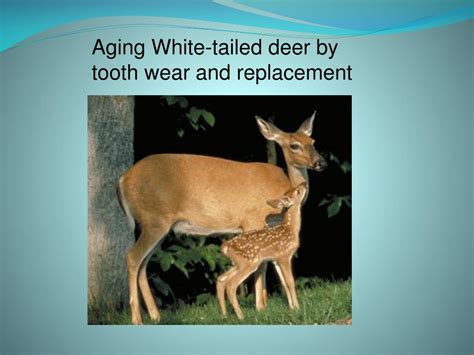 PPT - Aging White-tailed deer by tooth wear and replacement PowerPoint Presentation - ID:6725467