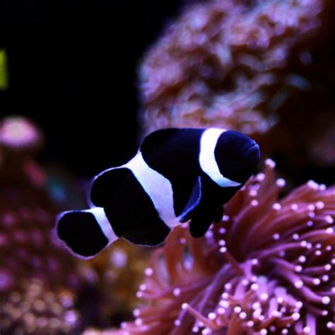 Ora Captive Bred Extreme Misbar Black White Ocellaris Clownfish