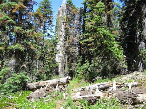 Hiking Sasquatch Country 35 Tanner Mountain Summit Trail