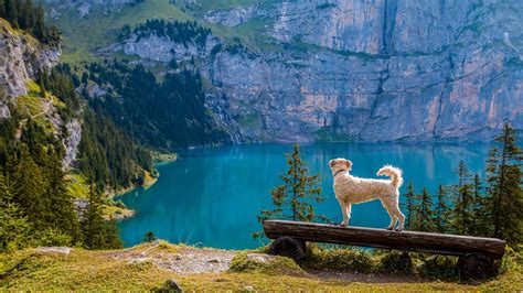 Come calcolare letà del cane tabella e principi