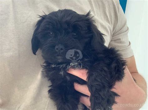 Last Left Male Shihpoo Puppies Looking For A Loving Home In