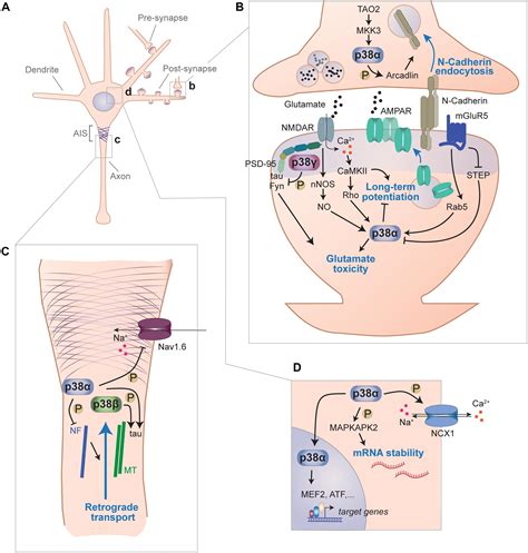 Frontiers Functions Of P38 Map Kinases In The Central Nervous System