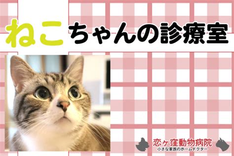 猫ちゃんの診療室｜恋ヶ窪動物病院｜東京都国分寺市・小平市・国立市の動物病院