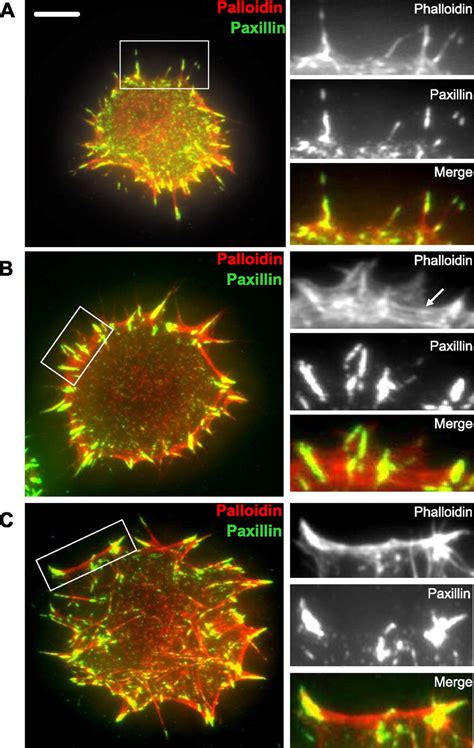 Initiation Of Attachment And Generation Of Mature Focal Adhesions By