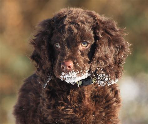 American Water Spaniel Puppies - Doglers