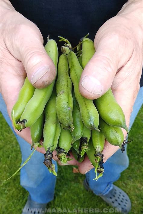 Fava Beans How To Prep Cook And Store Them