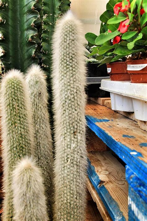 senilis  pictures  background images