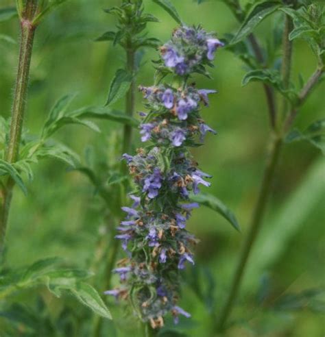 Schizonepeta (Schizonepeta tenuifolia) [Herbal Monographs]- Moly.gr
