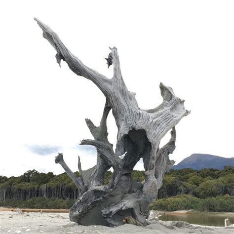 Driftwood Art Sculpture Sculpture Art Sculptures Driftwood Beach