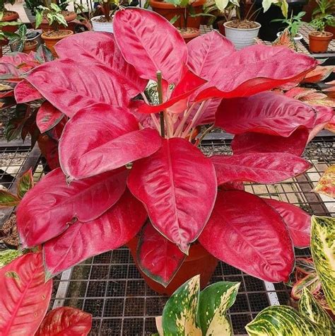 How To Grow A Chinese Evergreen Aglaonema Care Tips Artofit