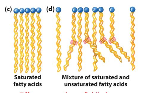 Chapter Membrane Structure And Function Flashcards Quizlet