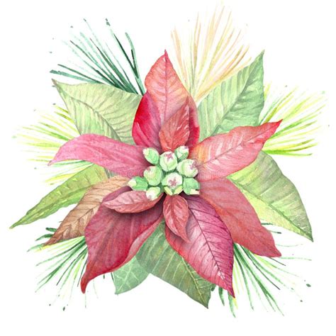 Watercolor Flowers Poinsettia Stock Illustration Illustration Of