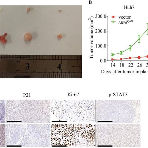 Active Arf6 Accelerates Tumor Growth In Hcc In Vivo A Subcutaneous