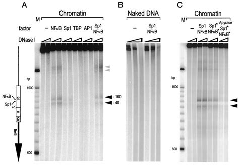 Formation Of Dnase I Hypersensitive Sites In The Presence Of