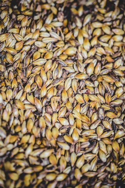 Textura De Grano De Cerveza De Cebada Malteada En Studio Foto Premium