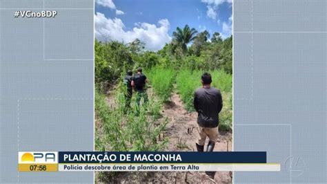 Polícia flagra plantação de maconha 4 mil pés em Terra Alta no