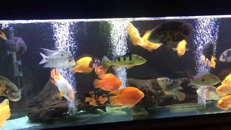 ACUARIO MONSTER FISH TANK 600l Gran Variedad De Ciclidos Americanos