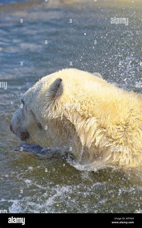 Polar Bear Swimming Stock Photo Alamy