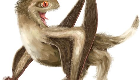 Pterosaurs had feathers, new study says.