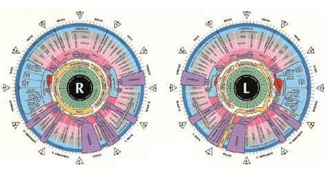 How To Read Iridology Eye Charts Ponasa