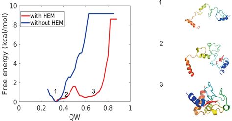 The Diagram Shows The Effect Of Heme C On The Folding Process Free