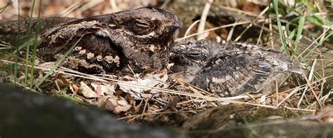 Nightjar at nest with chick Nightjar Bird, The Nightjar, Bird Facts ...