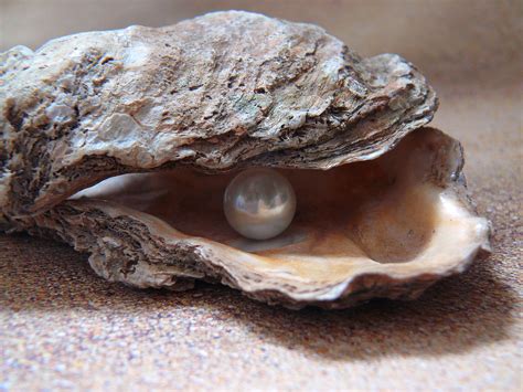 How Oysters Make Pearls Seeds Creatives