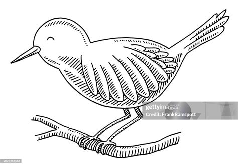 Cute Cartoon Bird On Branch Drawing High-Res Vector Graphic - Getty Images