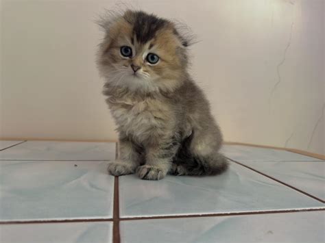 2 Aylık Black Golden Dişi Ve Erkek Scottish Fold Son 2 Yavru Petcim