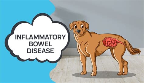 Inflammatory Bowel Disease in Dogs and How CBD Can Help – Innovet Pet