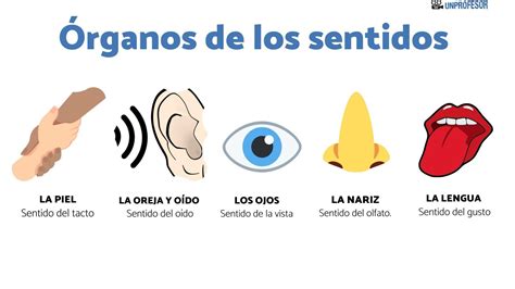 5 órganos de los SENTIDOS y sus partes con IMÁGENES y VÍDEOS